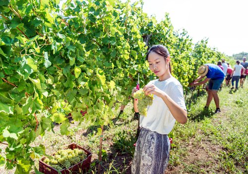1 - Trgatev na vinogradniškem posestvu Fakultete za vinogradništvo in vinarstvo __ Casarsa