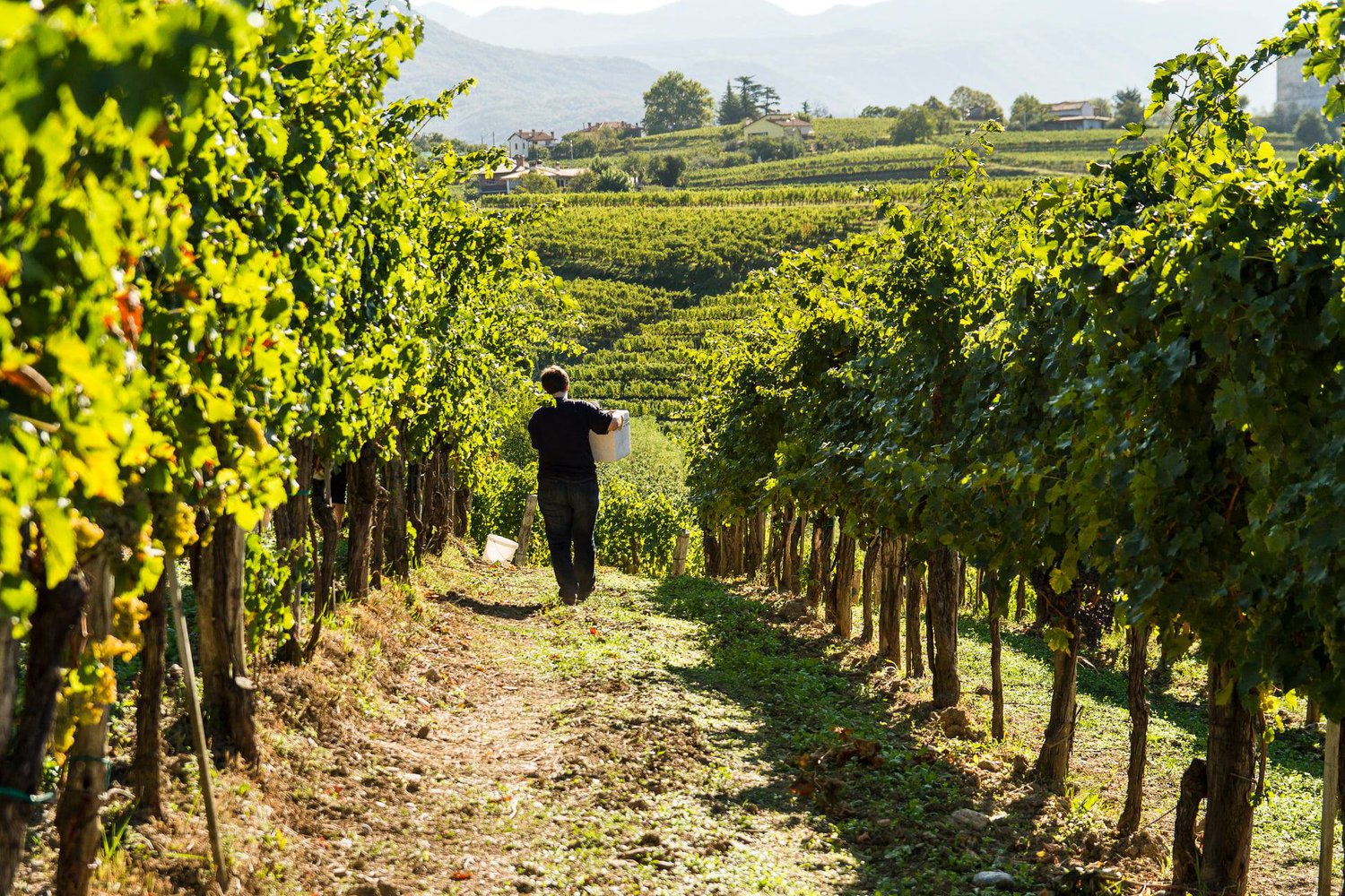 Fakulteta za vinogradništvo in vinarstvo