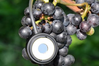Vinograd-grozd