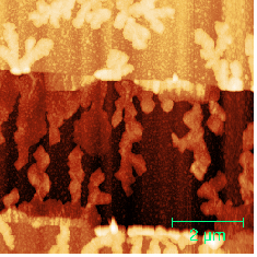 AFM topografija biosenzorja, ki temelji na organskem tranzistorju iz pentacena in proteinov